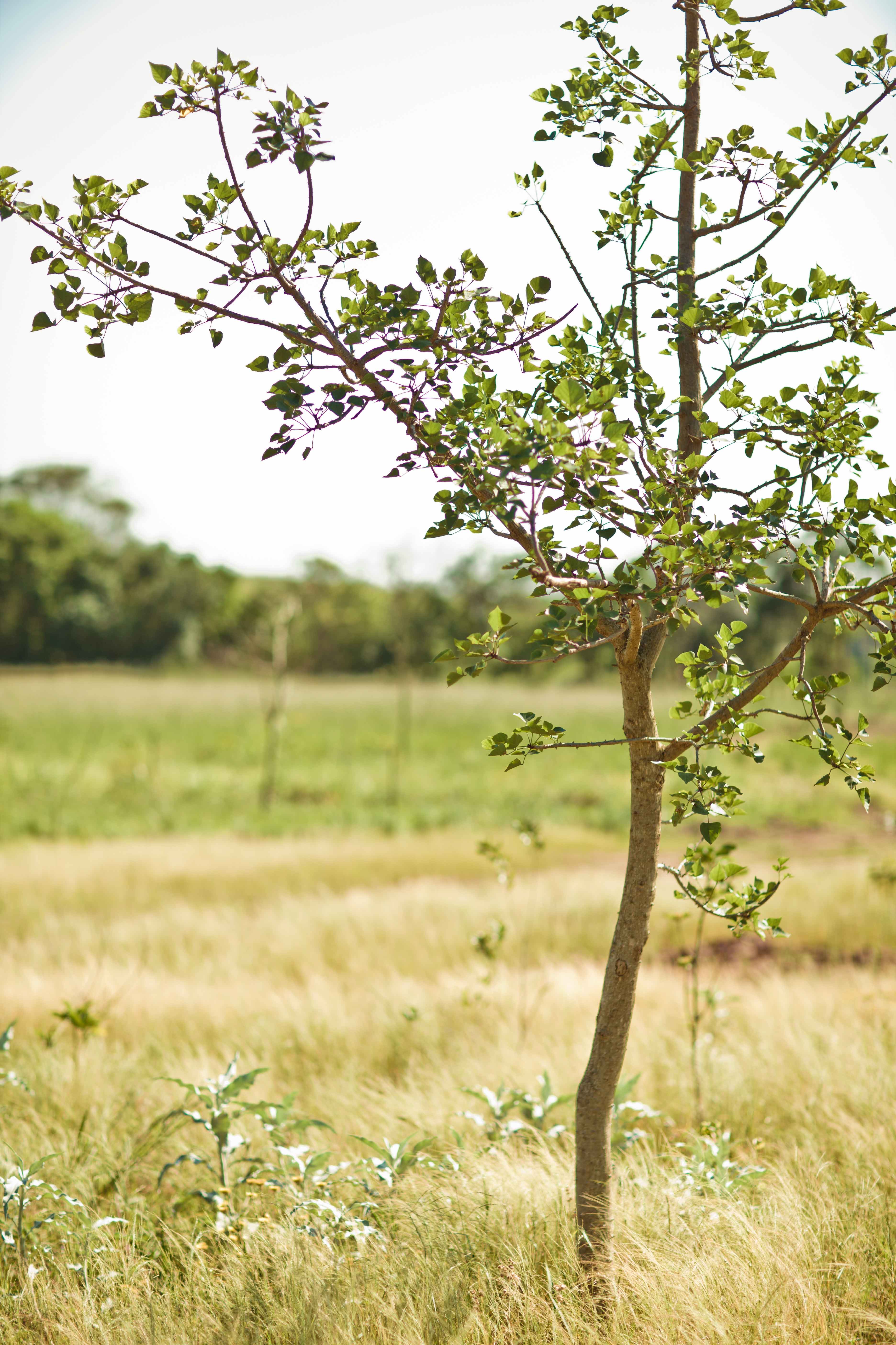 Wetlands copy